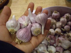 I first met Amanda planting garlic on a field trip last fall