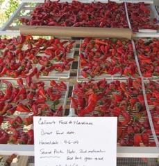 Landrace Chile. Image from http://www.zuluspetalsfarm.com/Products.html