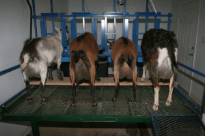 The milking machine. Photo by South Mountain Dairy