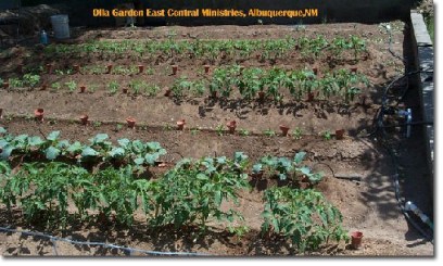 Ollas in rows at Growing Awareness Urban Farm in Albuquerque, NM. Photo from: permaculturenews.org