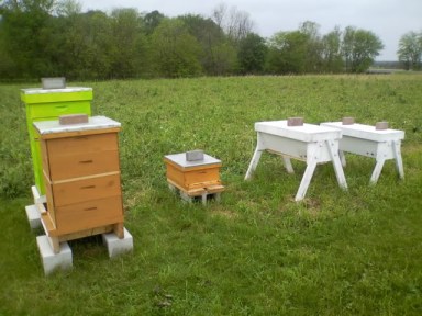 The two types of hives: Langstroth to the left, and Top-Bar to the right