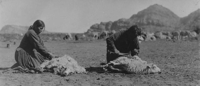 Sheep is Life Shearing sheep. Southern Navajo Agency 1933. Image from: https://tskies.com/sheep-is-life-the-story-of-the-navajo-and-the-churro/
