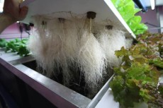aeroponic roots