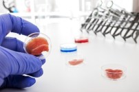 growing cultured meat