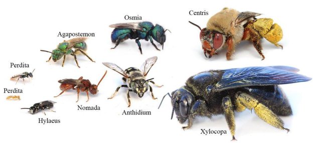 Photo 2 (scale size of native bees)