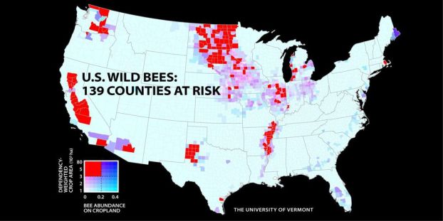 Photo 3 (bee map)