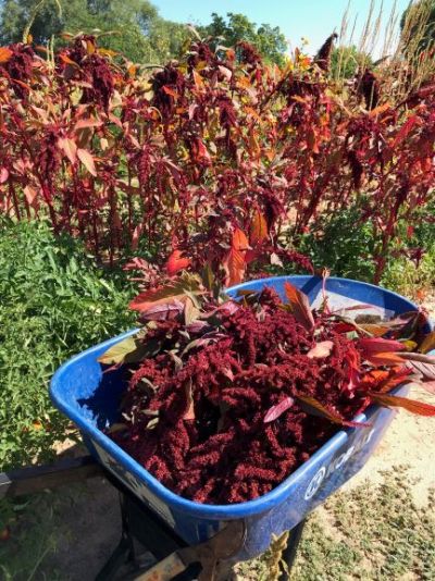 1 - Harvesting Amaranth-lr